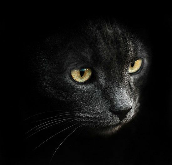 سیاه قلم مداد سفید